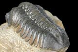 Reedops Trilobite - Atchana, Morocco #131337-5